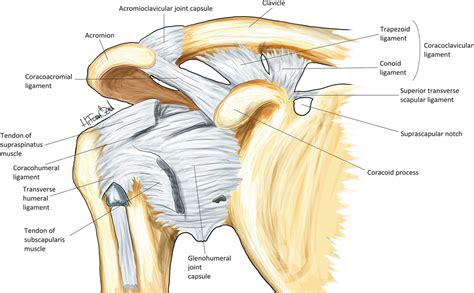 Shoulder Joint Ligaments Diagram Diagram Quizlet The Best Porn Website