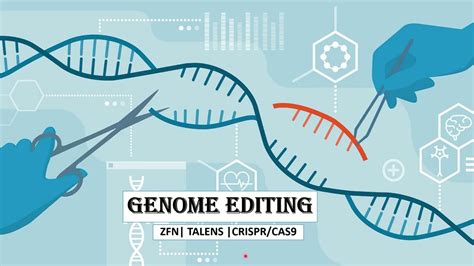 34 genome editing by ZFN RALENS CRISPR Cas9 شرح تعديل الجينوم بالعربي