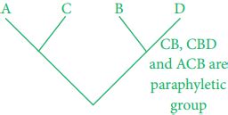 Cladistics and its Various Types of Classifications