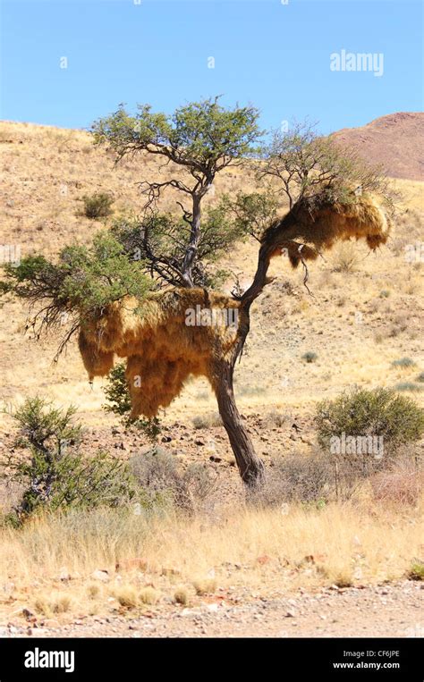 Nests Of The Sociable Weaver Bird Philetairus Socius In A Tree In The