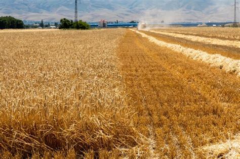 Maduraci N De Espigas De Cebada En Un Campo En Un D A De Verano Durante