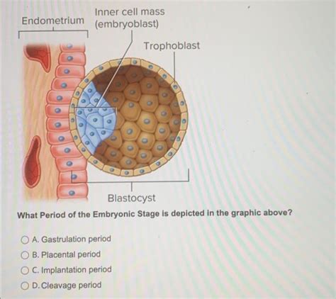 Solved Endometrium Inner cell mass (embryoblast) Trophoblast | Chegg.com