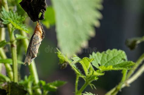 Larvas De Avispas Parasitarias Que Salen De Una Oruga De Mariposa De