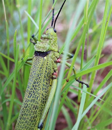 Saltamontes Insecto Escarabajo Foto Gratis En Pixabay Pixabay