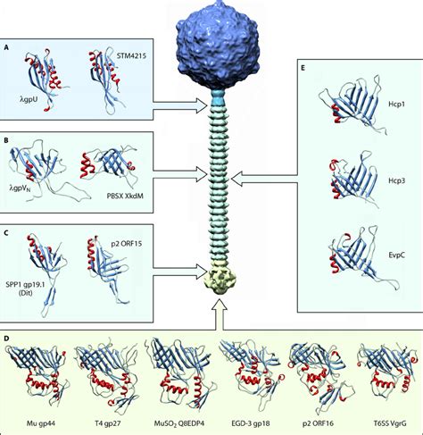 Conservation Of The Protein Modules Constituting Bacteriophage Tails