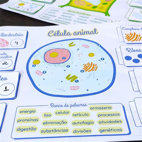 Atividade Celula Animal E Vegetal - BINKEDU