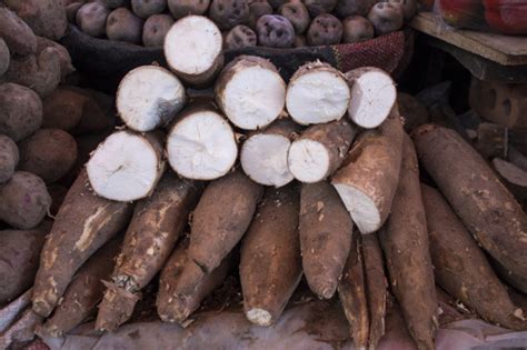 Cassava Facts Nutrition Health Benefits Precautions And How To Use