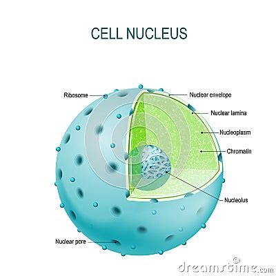 Cell Nucleus. Parts Of The Cell Nucleus Vector Illustration ...