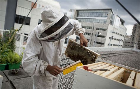 Le déclin des insectes pollinisateurs inquiète Le Devoir