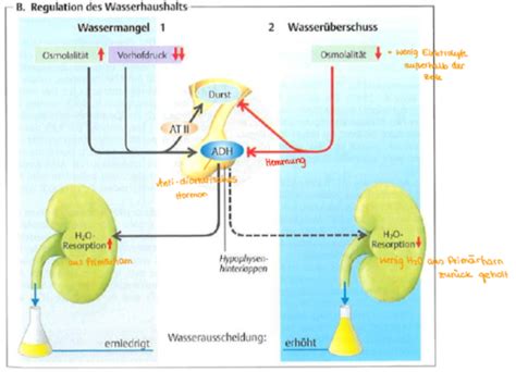 Niere Und Endokrinologie Karteikarten Quizlet