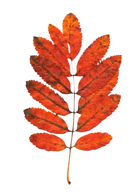 Autumn rowan tree leaves stock image. Image of change - 126320465