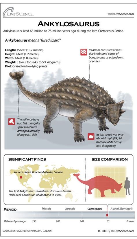 Ankylosaurus: Facts About the Armored Lizard | Live Science