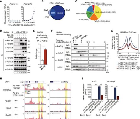 Rank Ligand Converts The Ncor Hdac Co Repressor To A Pgc And Rna