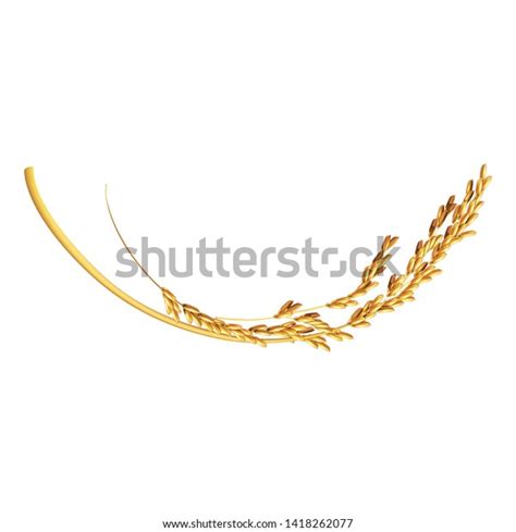 Paddy Rice Malt Wheat Oats Barley Shutterstock