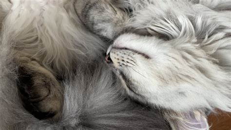 Purrs Sleeps Siberian Cat Youtube