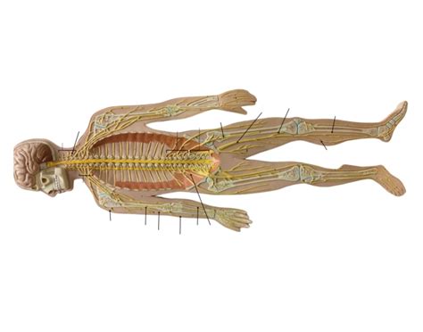 Nerve Plexus and Nerves Quiz