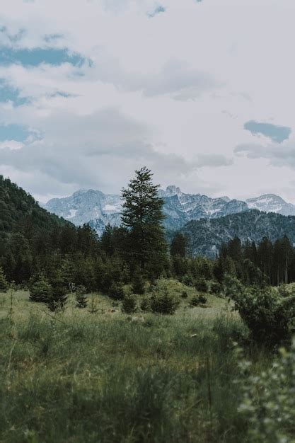 Bela foto das montanhas cobertas de neve e árvores verdes sob um céu