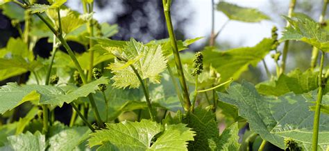 Elaboraci N Del Vino De Buena Vid Un Blog Para Aprender De Vino