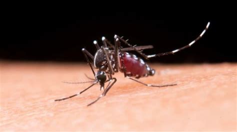 Apa Itu Nyamuk Anopheles Kenali Habitat Hewan Penyebab Malaria Ini