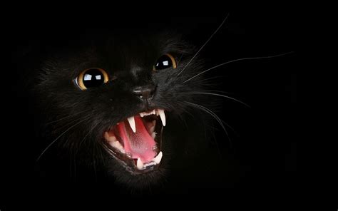 Angry Cat Wallpapers Wallpaper Cave