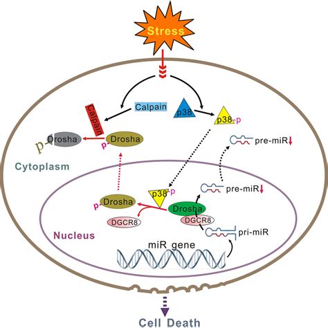 Stress Induces P Mapk Mediated Phosphorylation And Inhibition Of