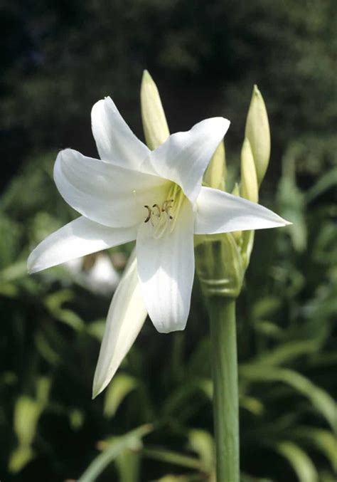 Madonna lily 🕊️ 🌼 The pure, fragrant beauty of history and gardens