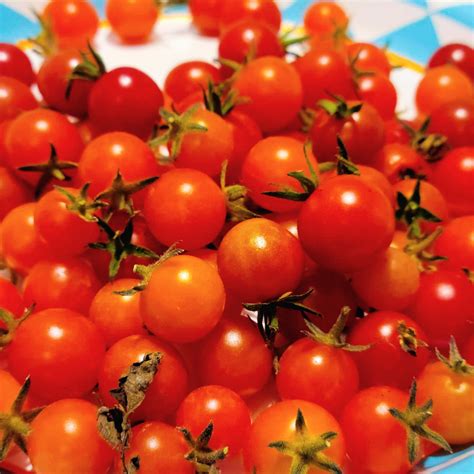 Everglades Tomato (25+ Seeds) - Georgia Seed & Garden