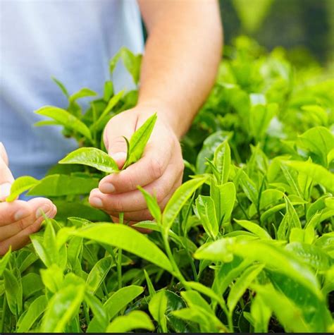 Tea Plant Green Tea Camellia Sinensis Live Plant