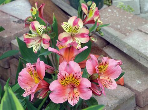 Альстремерія: посадка й догляд у відкритому ґрунті, види і сорти, фото