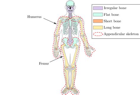 1 Human Skeleton The Four Different Types Of Bone Are Displayed Download Scientific Diagram