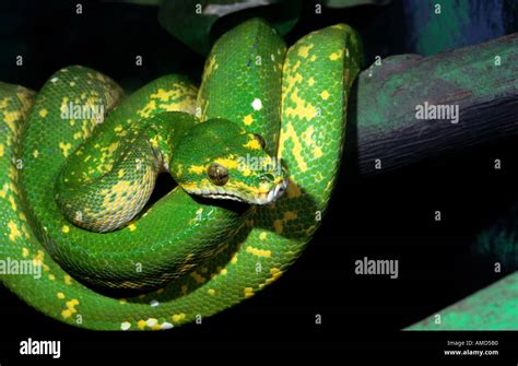 Green Tree Python Morelia Viridis Stock Photo Alamy