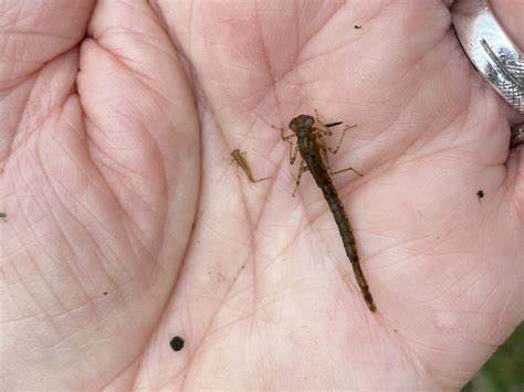 Damselfly Larvae