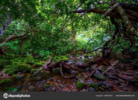 Jungle Iriomote Island – Stock Editorial Photo © makieni777 #196816702