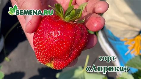Земляника Априка (среднеранняя) - YouTube