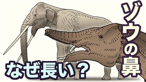 ゾウの鼻はなぜ長い？ 地球の歴史 その50 鼻を操作器官にすることで準知的生物に至ったゾウ。彼らはどのようにして鼻を伸ばしたのか？その進化を探ります。 Youtube