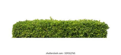 3295922 Bush Images Stock Photos And Vectors Shutterstock