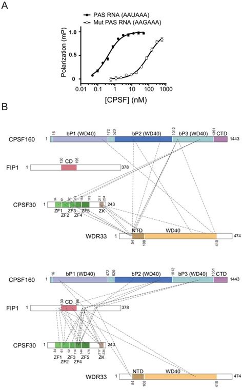 Figures And Data In Structural Insights Into The Assembly And PolyA