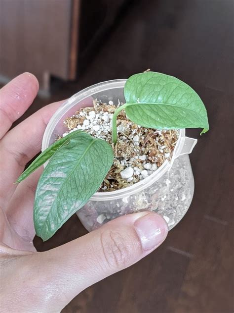 Pothos-Plant-Propagation-23 - By Brittany Goldwyn | Live Creatively