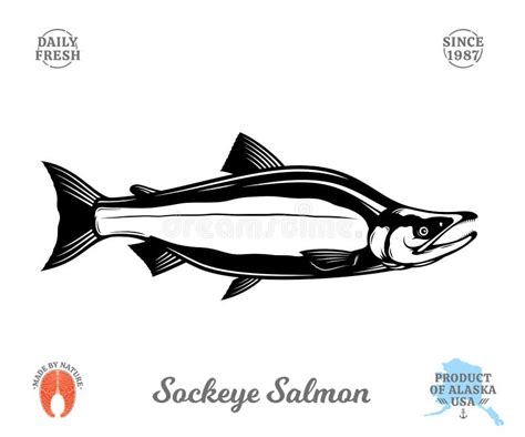 Alaska Salmon Wild Stock Illustrations 204 Alaska Salmon Wild Stock