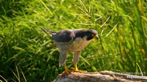 Mississippi River Flyway Cam Snapshot Taken By Camop Spish Explore Org