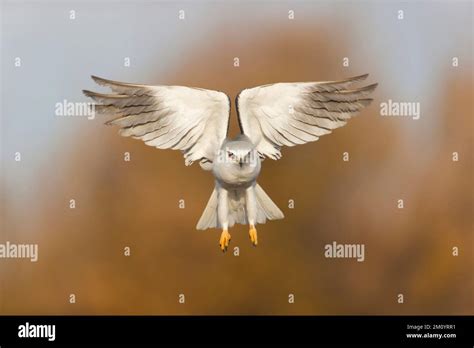 Black Winged Kite Elanus Caeruleus Adult Flying Toledo Spain