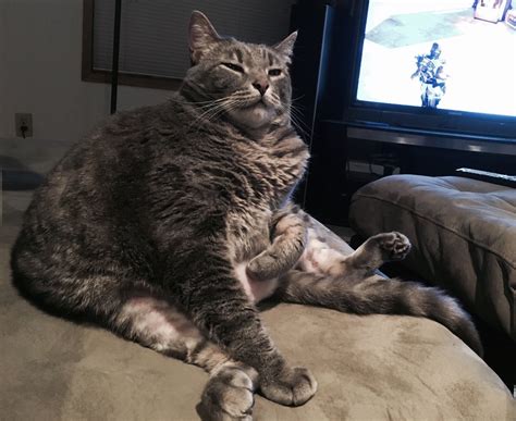 cat   neck