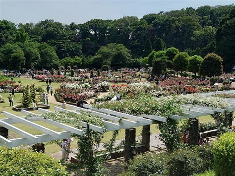 春バラの見事な時期。バラの香りに包まれる生田緑地ばら苑