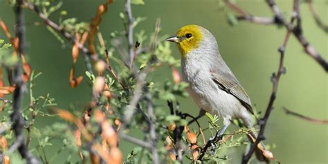 Smallest Birds In The World Tiniest Bird Species Ranked ️