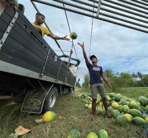 Penanam Rugi Setengah Juta Tembikai Digenangi Banjir Kilat