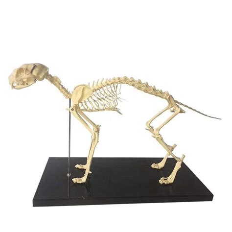 Buy Educational Model Cat Skeleton Anatomical Model - Animal Skeleton ...