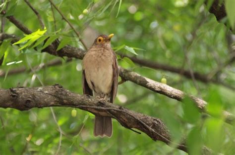 Paraulata Ojos De Candil Aves Exóticas