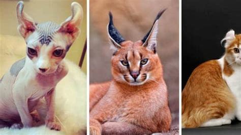 Top 5 Most Expensive Cat Breeds In The World Ashera Vs Savannah Youtube