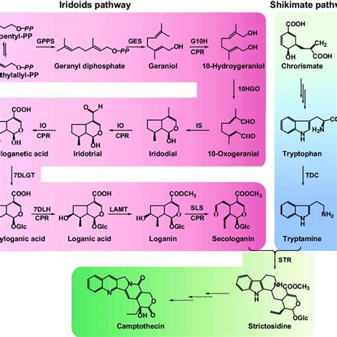 The Putative Camptothecin Biosynthetic Pathway In O Pumila The Three