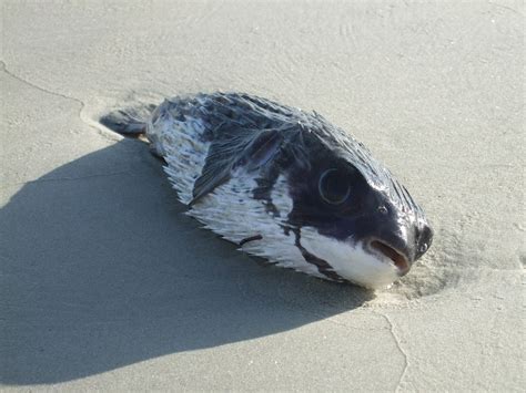 Puffer Fish Shore Line Coast Free Photo On Pixabay